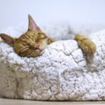 Sleeping kitten in a bolster bed for moving to a new home