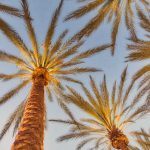 palm trees