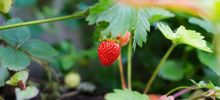 Growing strawberries