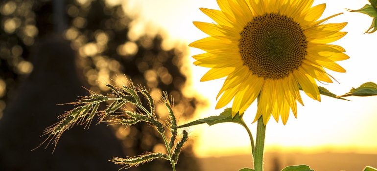 sunflower at sunset