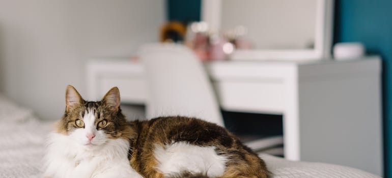 a cat relaxing on a king-size bed you can have after applying the moving tips for cat owners