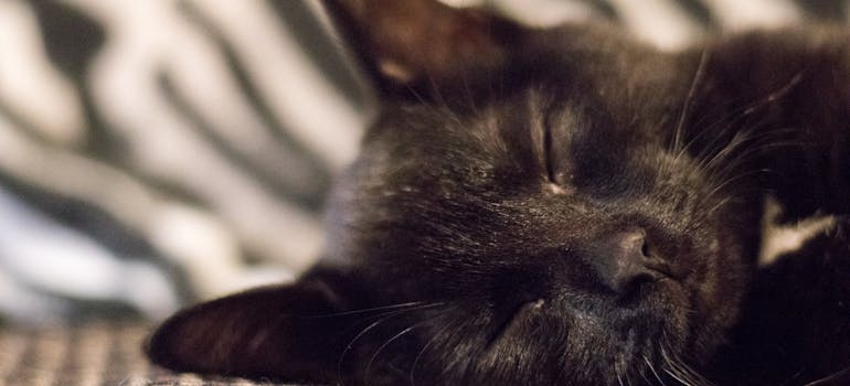 a black cat relaxing on a blanket, which can be achieved with the moving tips for cat owners